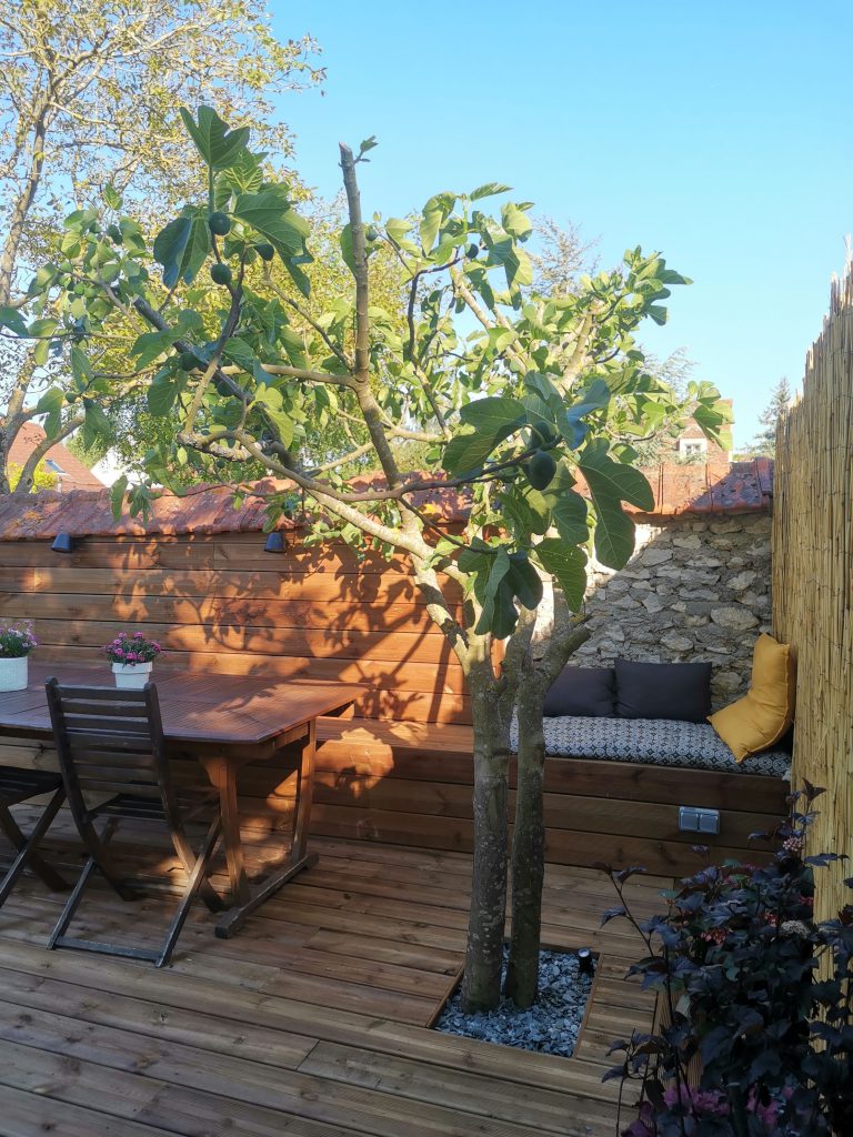 vue d'un figuier dans une terrasse en bois