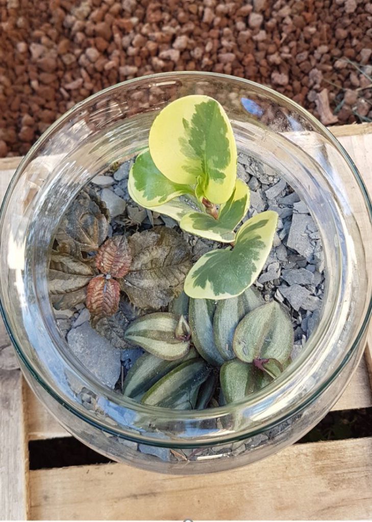 photo d'un Terrariums